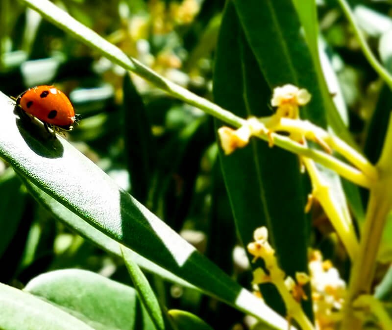 Una pequeña mariquita sobre una hoja del campo